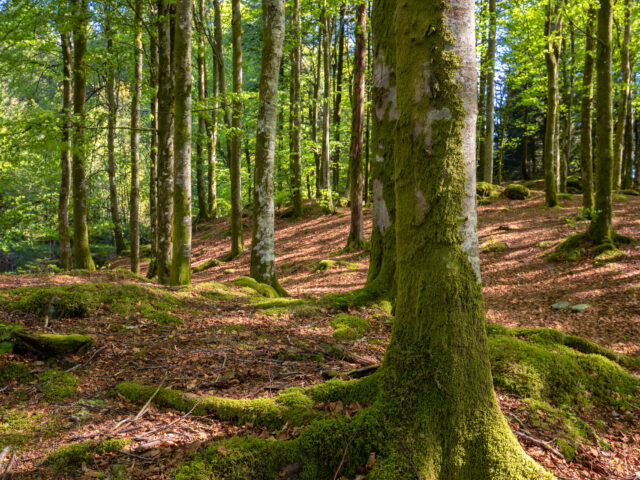 Klimaschutz