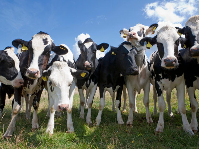 Tierschutz